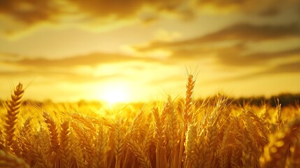Fototapeta premium Golden Wheat Field at Sunset