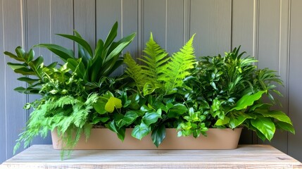 Fototapeta premium Lush green indoor plants in rectangular planter against grey wood background, ideal for home decor or office