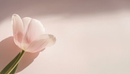 日常に花を飾る（チューリップ）