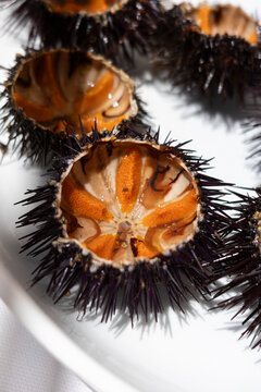 Fresh Sea Urchin Delicacy
