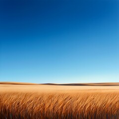 Fototapeta premium Golden Wheat Field Under a Clear Blue Sky