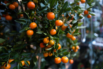 Vibrant Orange Citrus on Tree with Green Leaves
