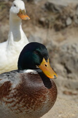 Plucky Duck in Himalayas