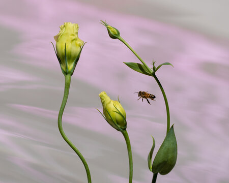 Bee flying in between flower buds.