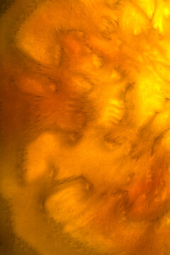 golden turnip slice 3 closeup macro patterns coloration