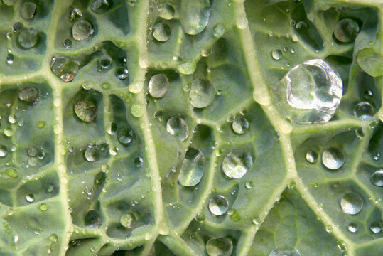 ccloseup macro savoy cabbage Brassica oleracea patterns texture 