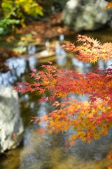紅葉に包まれる清流のせせらぎ