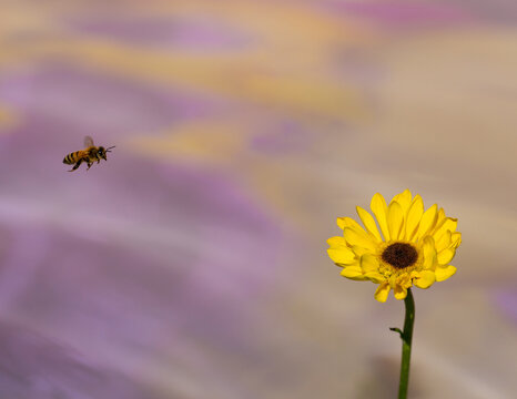 Bee flying to yellow flower, purple backdrop. 