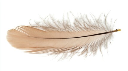 Delicate down feather isolated on white background