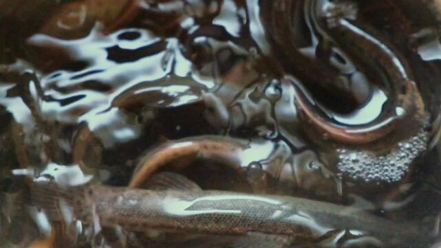 Pond loach swim in water. Super slow motion
