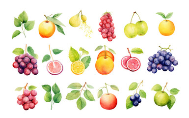 Watercolor fruit clip art element. Transparent background. Concept for education, print, poster, cover book