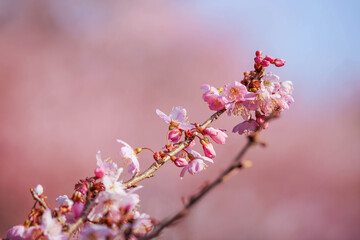 満開の春めき桜と青空の絶景