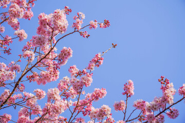 満開の春めき桜と青空の絶景
