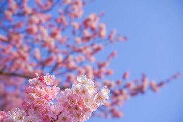 満開の春めき桜と青空の絶景