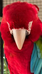Stunning Close-Up Headshot of a Macaw Parrot. Vibrant Colors and Details
