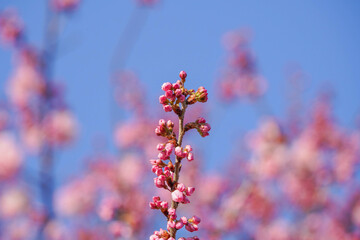 満開の春めき桜と青空の絶景