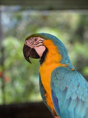 Close Up Image of a Blue and Gold Macaw. Vibrant Feathers and Striking Details
