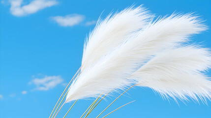 White pampas grass against blue sky; nature background, design