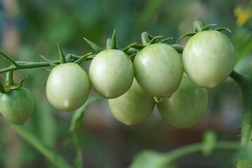 organic homegrown green tomato vine