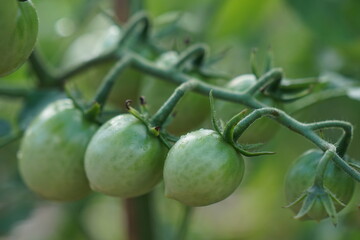 organic homegrown green tomatoes on a vine