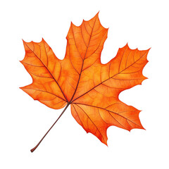 Obraz premium A vibrant orange maple leaf showcasing intricate vein patterns.