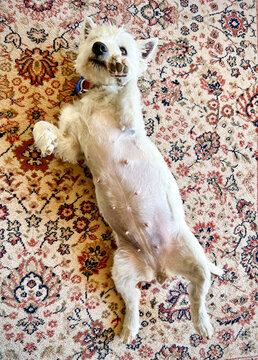 Pregnant west highland white terrier westie dog bitch lying on back