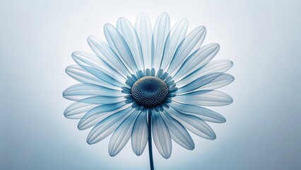 Obraz premium Minimalist X-ray Style Image of Delicate Daisy with Floral Structure in White and Blue Hues for Botanical Art Lovers