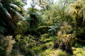 Wild Plants in new Zealand Forest – Natural Woodland Vegetation