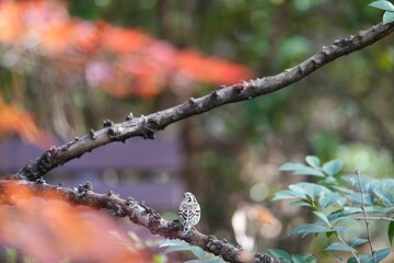 羽を休めるアトリ