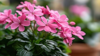 Fototapeta premium A close-up of vibrant pink flowers with green leaves, showcasing delicate petals in a soft, blurred background, evoking a fresh, serene garden atmosphere.