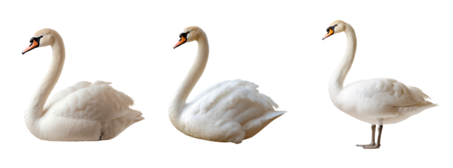 Set of swan isolated on transparent background