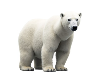 Fototapeta premium a realistic representation of a polar bear, showcasing its distinct physical characteristics. 