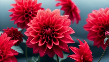 Close up of red dahlia flower  