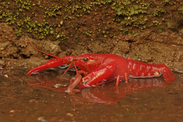 A freshwater crayfish preys on earthworms in a shallow river. This aquatic animal has the scientific name Cherax quadricarinatus.