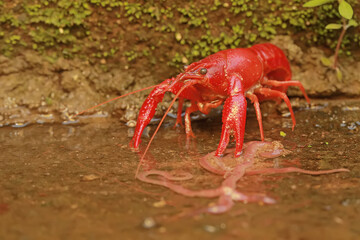 A freshwater crayfish preys on earthworms in a shallow river. This aquatic animal has the scientific name Cherax quadricarinatus.
