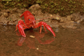 A freshwater crayfish preys on earthworms in a shallow river. This aquatic animal has the scientific name Cherax quadricarinatus.