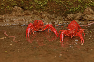Two freshwater crayfish are preying on earthworms in a shallow river. This aquatic animal has the scientific name Cherax quadricarinatus.