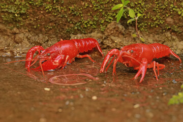 Two freshwater crayfish are preying on earthworms in a shallow river. This aquatic animal has the scientific name Cherax quadricarinatus.