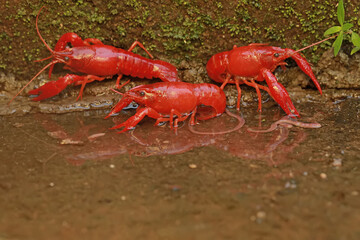 Three freshwater crayfish are preying on earthworms in a shallow river. This aquatic animal has the scientific name Cherax quadricarinatus.
