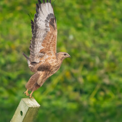 common buzzard