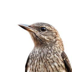 Fototapeta premium Close up of a Speckled Songbird Against White Background