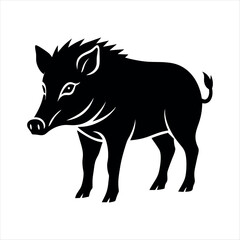  Indian wild boar animal