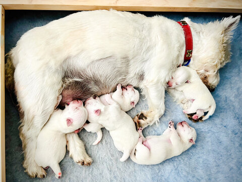 Newborn west highland white terrier westie puppy dogs sleeping and suckling on mother