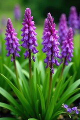 Fototapeta premium Liriope plant in full bloom with purple flowers, purple, perennial, green