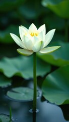 Obraz premium Delicate white lotus bloom rises from serene waters, nature, blooming, water lily