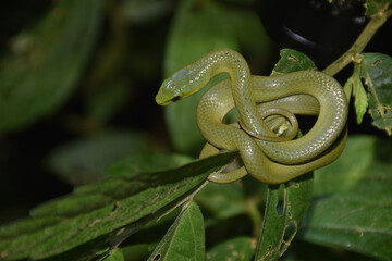 Obraz premium Close-up of a green snake coiled on a single leaf.
