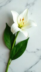 Obraz premium A single white lily with green leaves on a marble table, elegant, floral