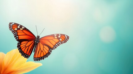Fototapeta premium Beautiful Monarch Butterfly on Bright Flower Petal