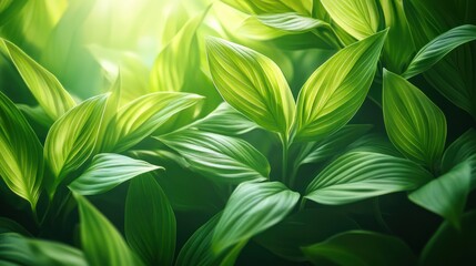 Obraz premium Lush green leaves sunlit garden background