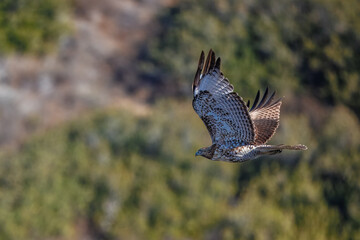 Fototapeta premium A red-tailed hawk taking off and flying
